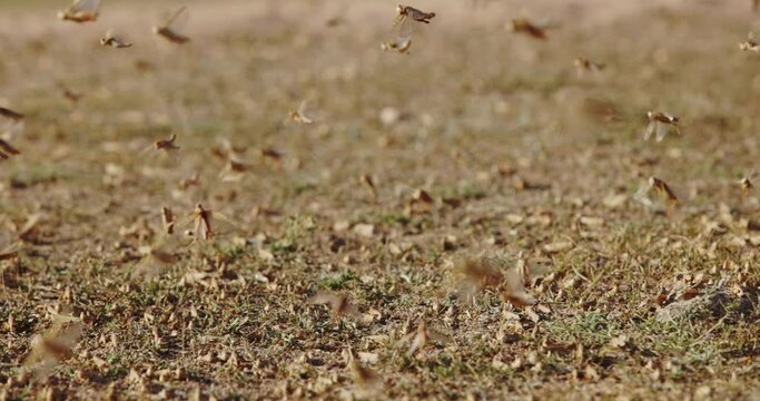 Herd of locusts flies up from field. Natural cataclysm. Nature biological weapon, ecological catastrophe, locusts fly from place to place at field. Locust herd of thousands and thousands of insects.