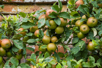 Malus domestica borkh apple growing on the tree