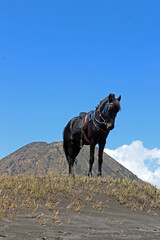 A black horse with a mountain and cloudy blue sky in the background