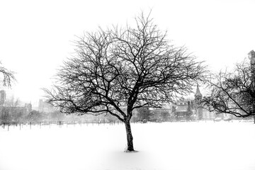tree in snow