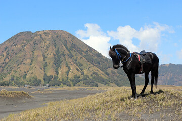 A black horse with a mountain and cloudy blue sky in the background