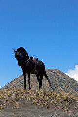 A black horse with a mountain and cloudy blue sky in the background