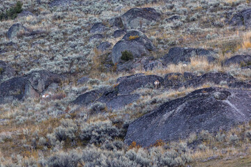 Pronghorn deer among the rocks in Yellowstone National Park