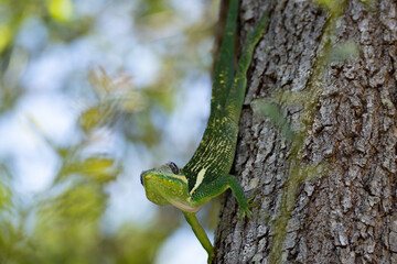 Knight Anole