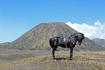 A black horse with a mountain and cloudy blue sky in the background