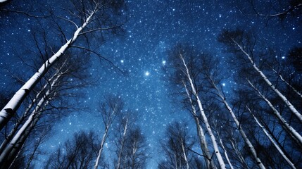 he aspen trees creating a natural canopy beneath the star-studded sky