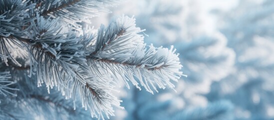 Closeup Pine tree branches covered hoarfrost in white snowy blur background. AI generated