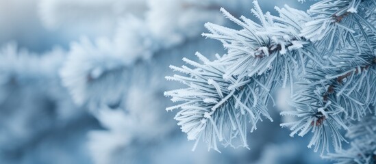 Macro view Pine tree branches covered hoarfrost in white snowy blur background. AI generated image