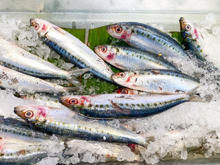 Close-up Pile of fresh Shishamo or Willow Leaf Fish sold arranged on ice display. Fish caught by fishermen. Concept for whole healthy food, nutrition, omega-3, animal protein, seafood.