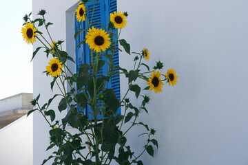bright yellow sunflowers infront of blue painted wooden window shutters of whitewashed house