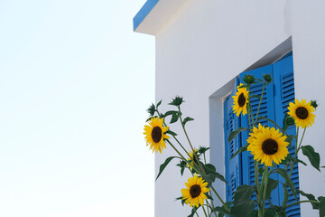 bright yellow sunflowers infront of blue painted wooden window shutters of whitewashed house