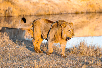 Golden Hour Lion
