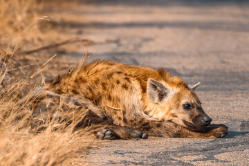 Fototapeta premium Iena on the road