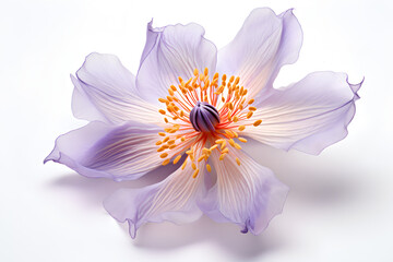 Beautiful lilac flower isolated on White Background Macro Photography
