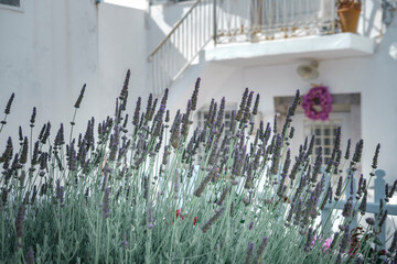 lavender garden infront of the white summer house, ladders, windows, balcony, sunny summer day