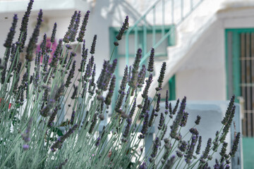 lavender garden infront of the white summer house, ladders, windows, balcony, sunny summer day