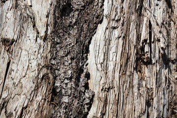 Wood abstract texture. Surface grunge backdrop. Dirty wooden effect pattern. Material background.