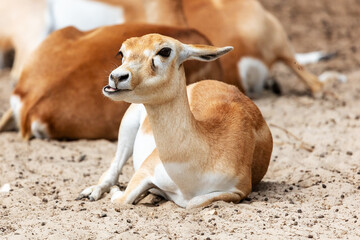 Blackbuck and indian antelope. Mammal and mammals. Land world and fauna.