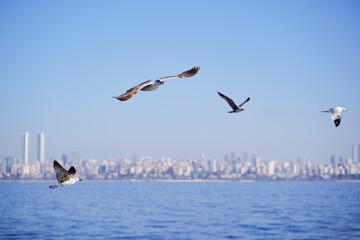 Seagull flying over the sea against the backdrop of the Istanbul city, Turkey