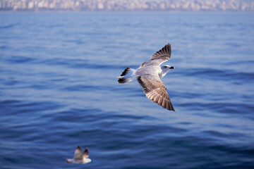 Seagull flying over the sea against the backdrop of the Istanbul city, Turkey