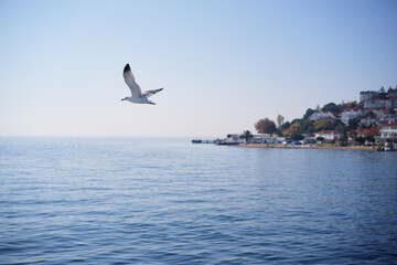 Fototapeta na wymiar Gull bird flying over the sea town