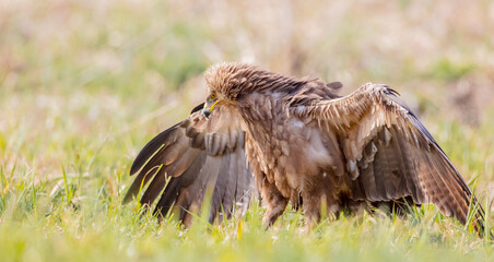 Lesser spotted eagle - female in spring