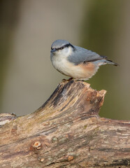 Eurasian nuthatch - in autumn at a wet forest