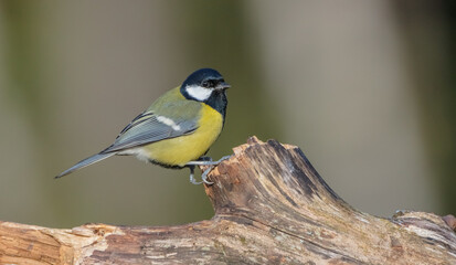 Great tit in autumn at a wet forest