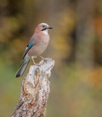Eurasian Jay - in autumn  at the wet forest