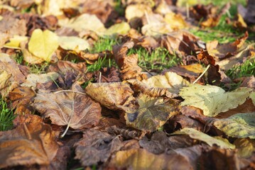close on dry brown and yellow leaves falling on the ground