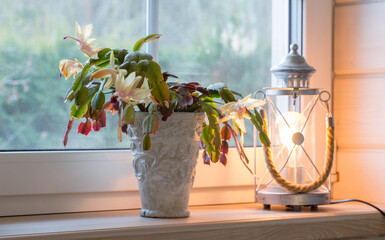 Schlumberger. Blooming yellow cactus on the windowsill and a lantern. Symbol of winter and...