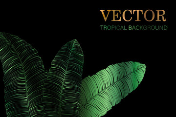 tropical background - the style of Jungalow and Hawaii. Luxury vector botanical wallpaper with green banana leaves on black background - 682451562