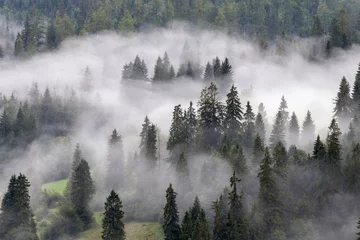 Foto auf Acrylglas Wald im Nebel Autumn landscape in a nature reserve. Fog over the forest.
