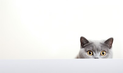 beautiful funny grey British cat on white background - obrazy, fototapety, plakaty