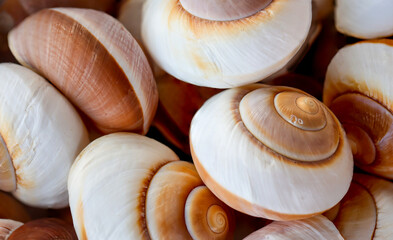 Ein Hintergrundbild, oder eine textur mit Meeresmuscheln, Meeresschnecken. Wunderschöne Schalentiere.