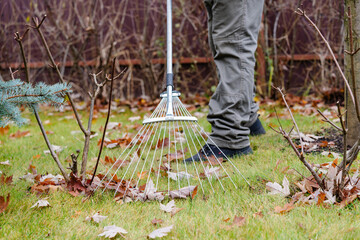 Man in the midst of raking leaves in a garden. A metal rake is centered in the image, with its tines among scattered brown leaves on the grass, portraying the typical autumnal garden activity. High