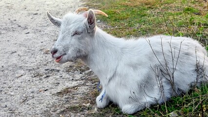 Closeup of domestic goat lying on grass and chewing it. Farmland and countryside