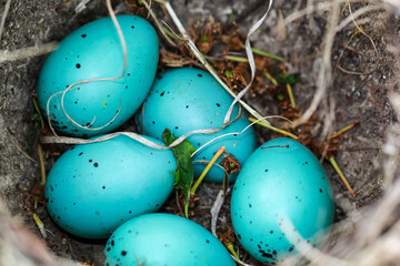 In einem Vogelnest liegen fünf blaue Eier einer Singdrossel.
