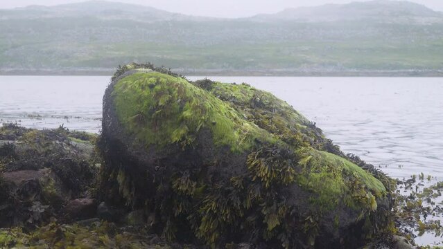 Bladder wrack (Fucus vesiculosus) and dulse (Palmaria palmata) at low tide on the littoral boulders of the eastern coast of Scandinavia, the Barents Sea fiord