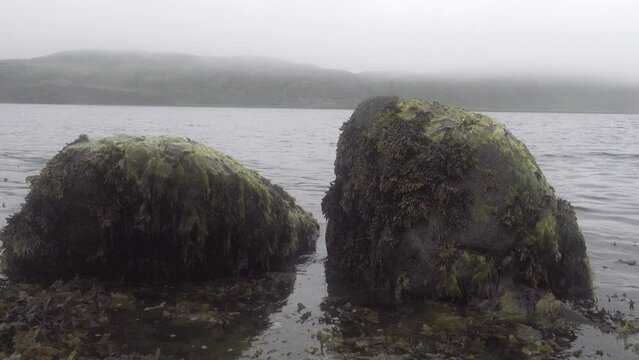 Bladder wrack (Fucus vesiculosus) and dulse (Palmaria palmata) at low tide on the littoral boulders of the eastern coast of Scandinavia, the Barents Sea fiord