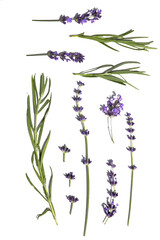 set of lavender herb flowers. isolated. 