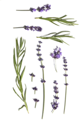 Schilderijen op glas set of lavender herb flowers. isolated.  © PanArt