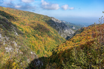 Autumn foliage