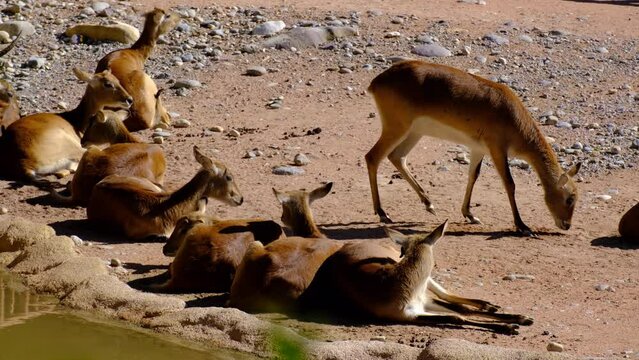 herd of Cobo lichi rest in the sun in a dedicated habitat of a zoo. animals in captivity