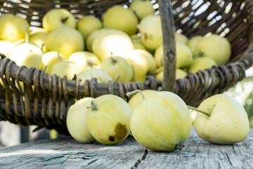 Ripe apples fell from the basket onto the bench on a warm summer day