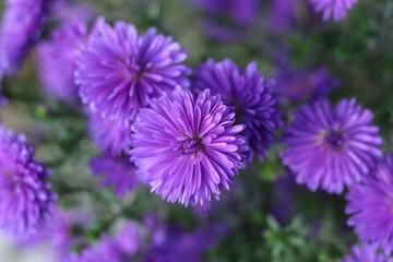 Purple Chrysanthemum selectively focused. Close up of blue chrysanthemum flowers. Flower head. Bouquet of purple autumn Chrysanthemum. Autumn violet flowers. Texture and background. Floral background