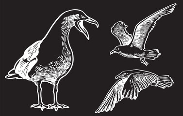 Vector set of sea-gulls  isolated on black,graphical drawing of bird