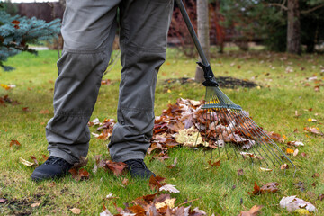 Fototapeta na wymiar A person is captured in the act of raking a lawn, the rake head pushing through a collection of multicolored autumn leaves. The image focuses on the lower body of the individual, clad in casual grey