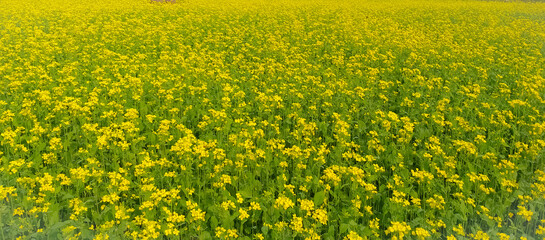 Mustard plants field of yellow flowers