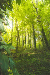 Sunset in a pristine deciduous forest in Hallerbos, Brabantse Wouden National Park, Belgium